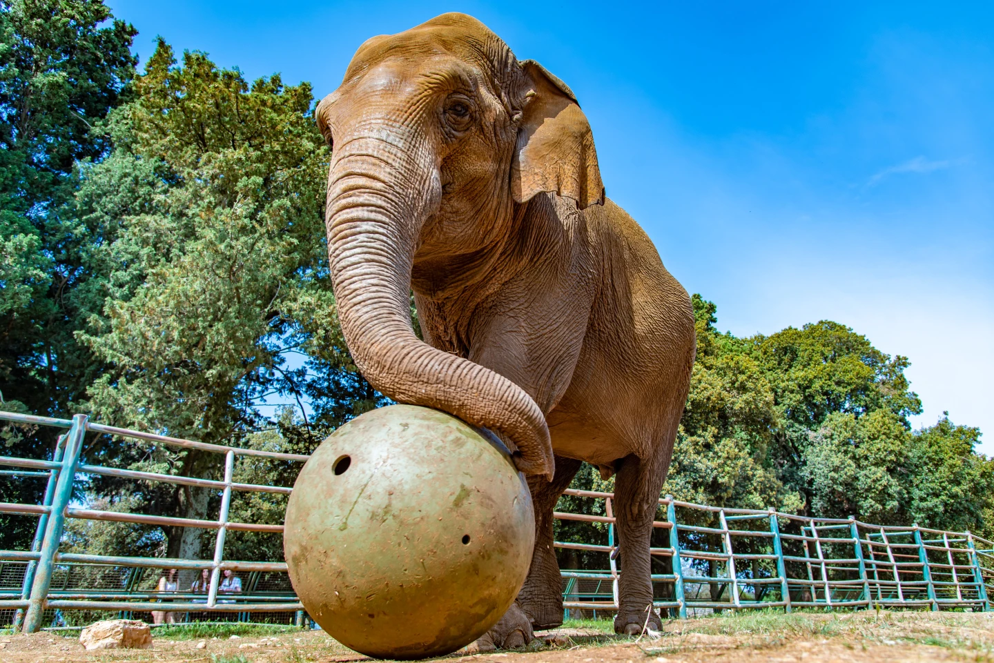 For elephant Lanka