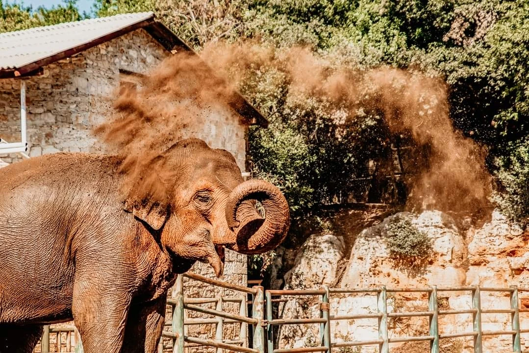 Ponovno održavanje: Lankin rođendan i Međunarodni dan slonova