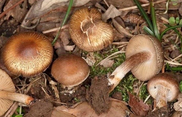 Na Brijunima otkrivena nova vrsta gljive  - brijunska cjepača (Inocybe brijunica sp. nov.)