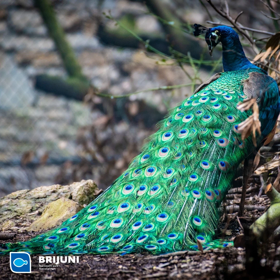 Celebrate Valentine’s Day on the Brijuni Islands