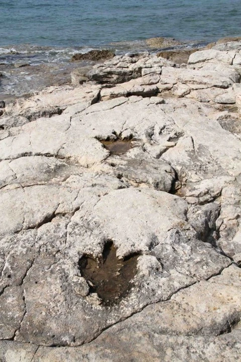 100 godina otkrića stopa dinosaura na Brijunima