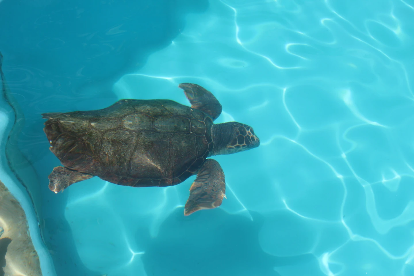 Dančea the loggerhead turtle arrived at the Safari Park