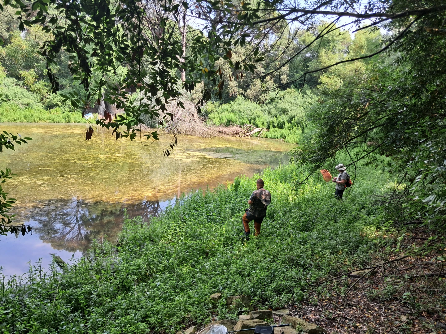 🌿 Projekt GREW na Brijunima – Kako čuvamo močvaru Saline i slatkovodnu baru