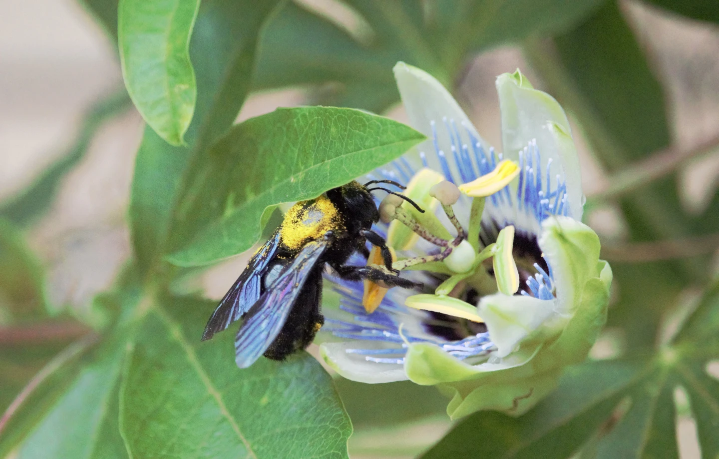Brijuni pollinators