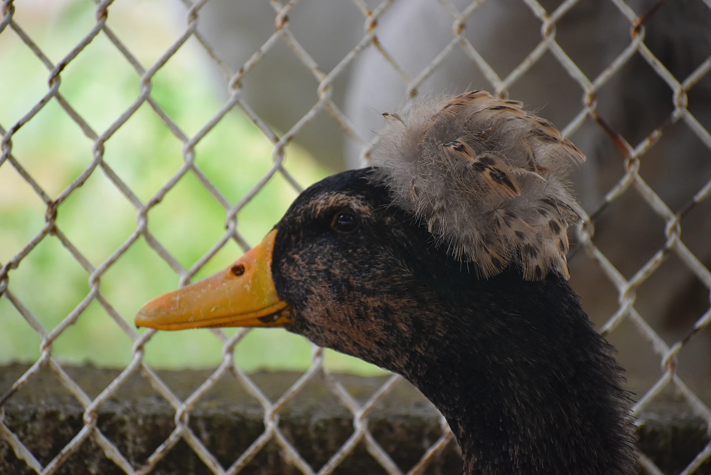 Rouen duck