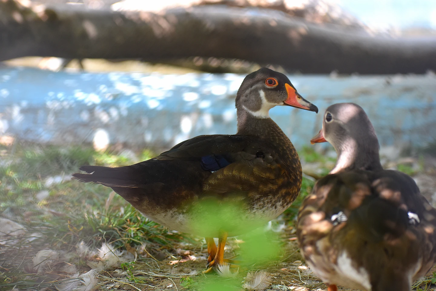 Wood duck