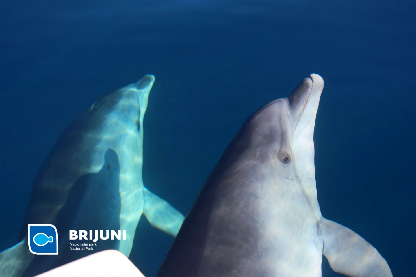 Bottlenose Dolphin in the Adriatic Sea