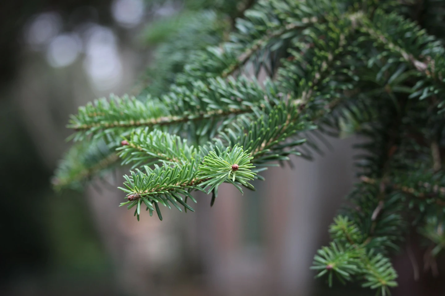 Pine, cedar or firs?