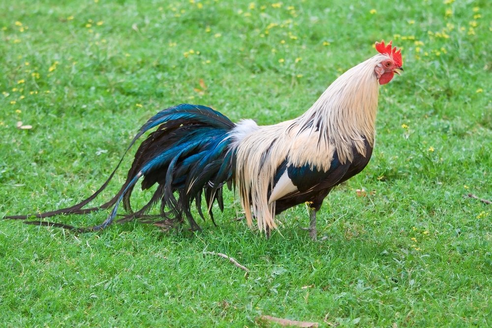 SILVER PHOENIX CHICKEN