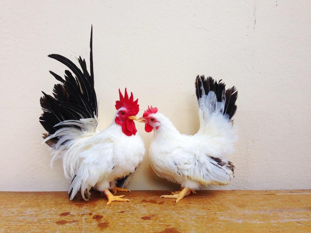 JAPANESE BANTAM (CHABO)