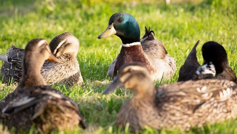 ROUEN DUCK