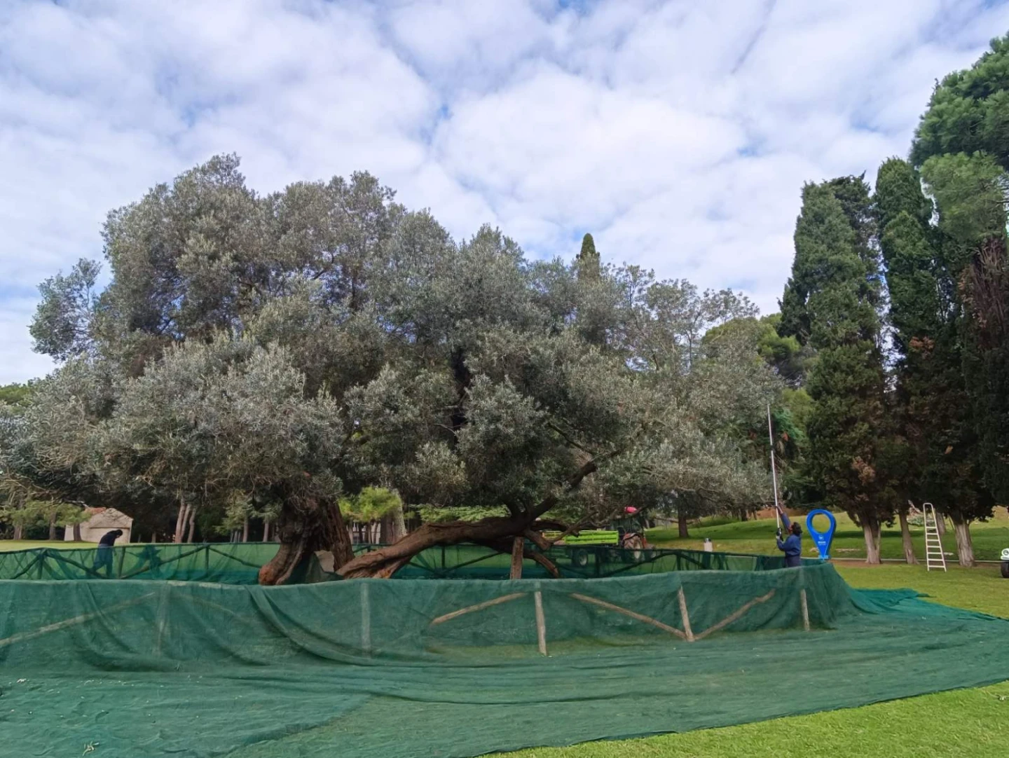 World Olive Tree Day