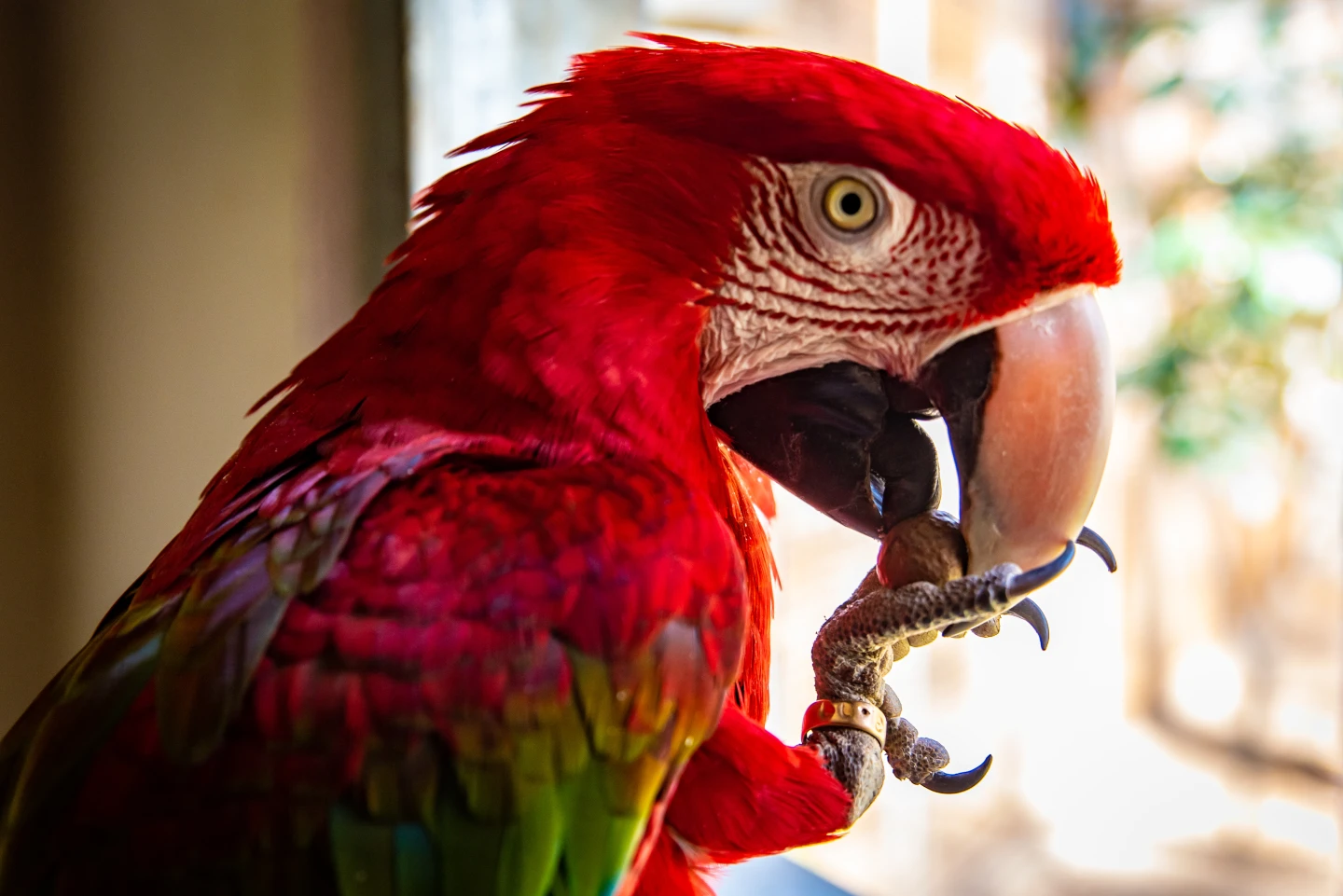 Red and Green Macaw