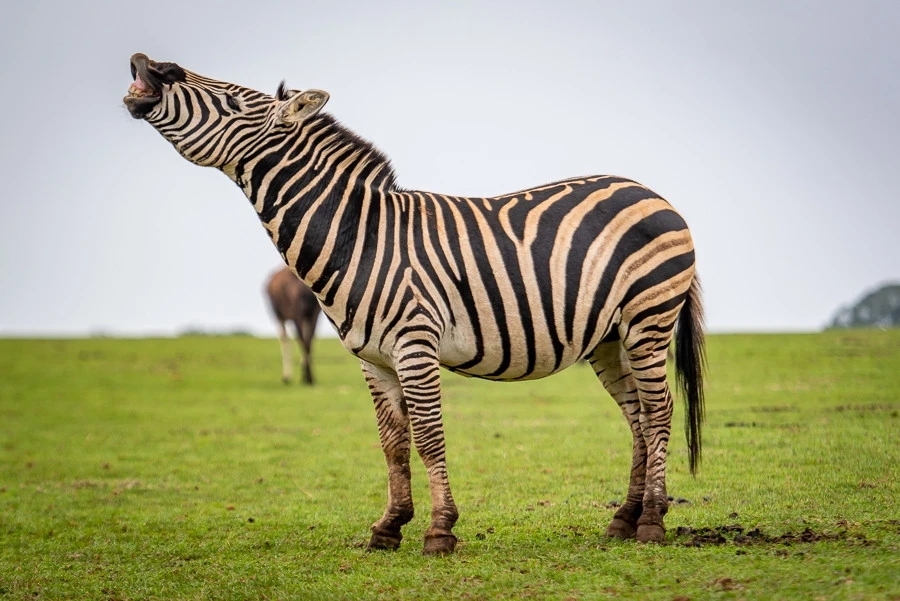 Zebra Day 2025