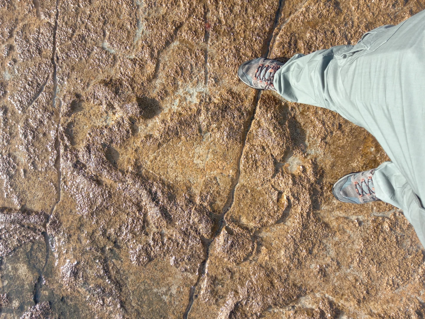 Paleontološka istraživanja stopa dinosaura na Vangi, Vrsaru i Galiji