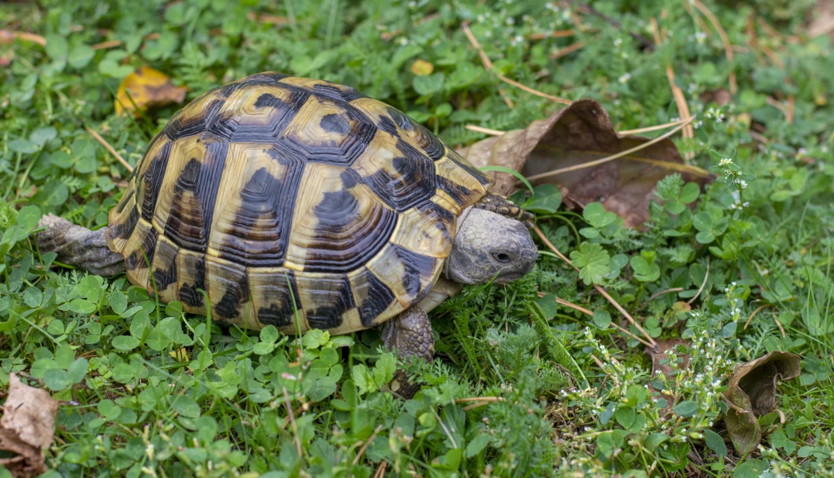 HERMANN'S TORTOISE