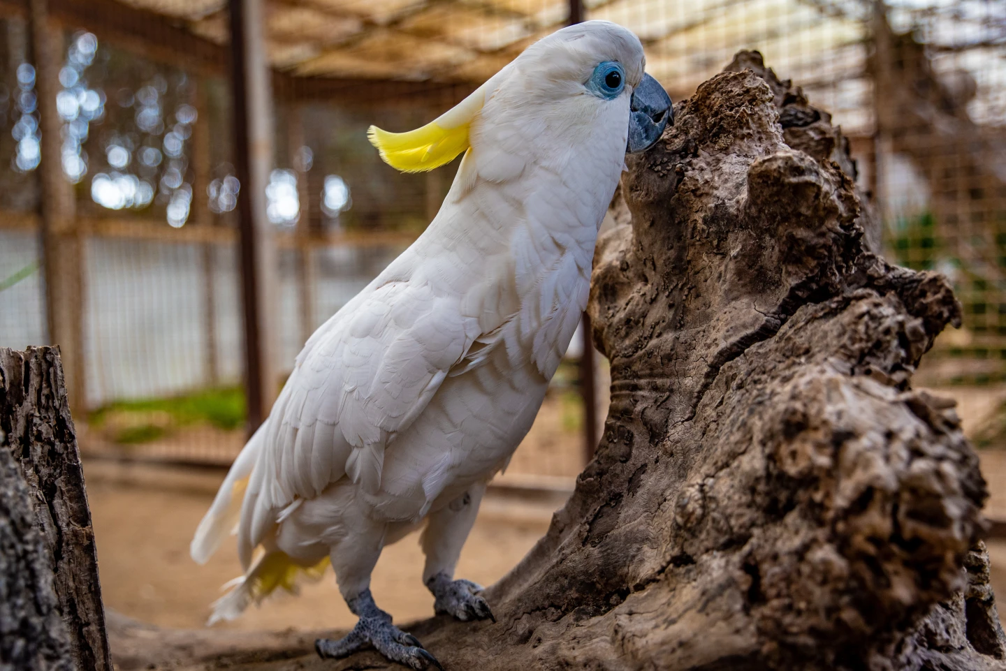Sulphur-crested Cockatoo