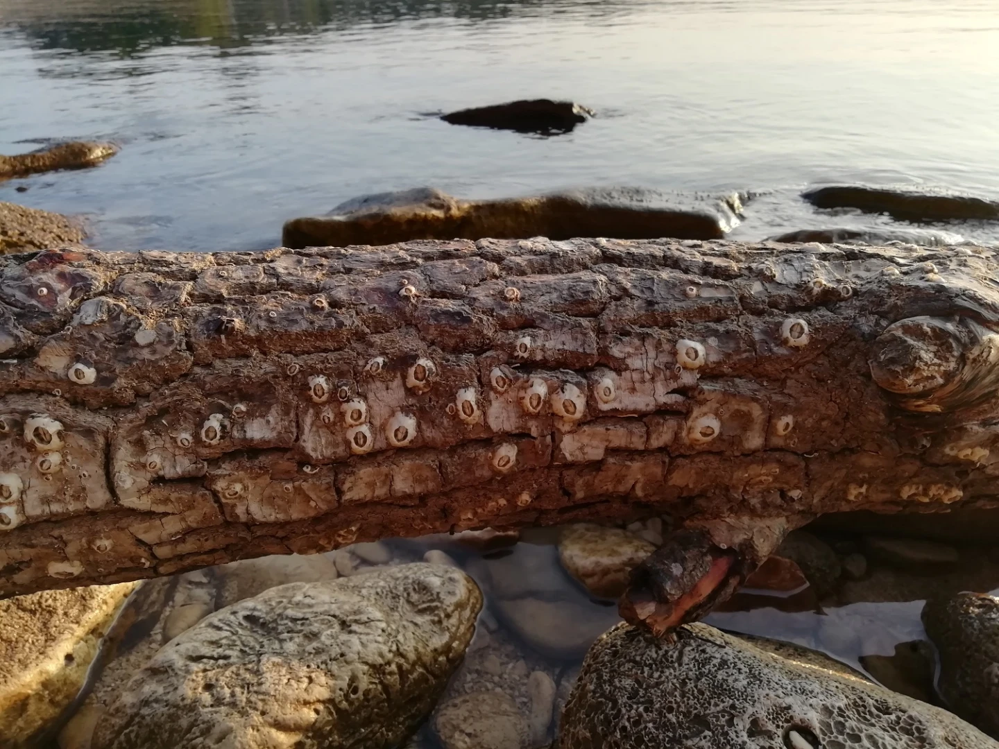 Rakovi maskirani u vapnenaste vulkančiće