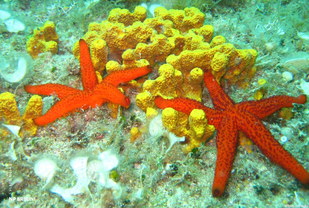Podmorje - Underwater World