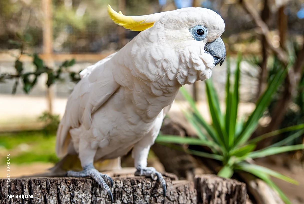 Životinjski svijet - Fauna