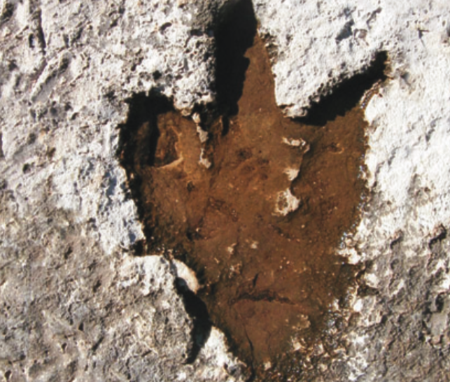 Šetalište dinosaura