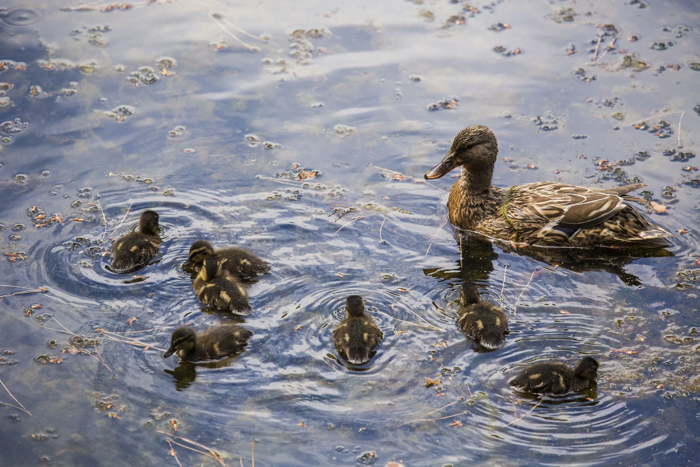 Der ornithologische Park Brijuni