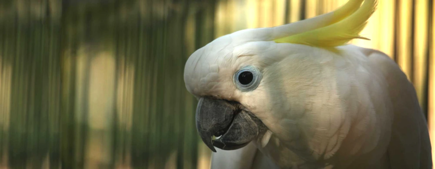 Il papagallo Cacatoa Koki